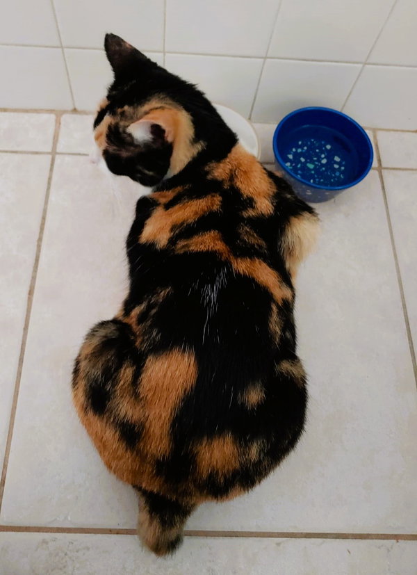 Cinnamon