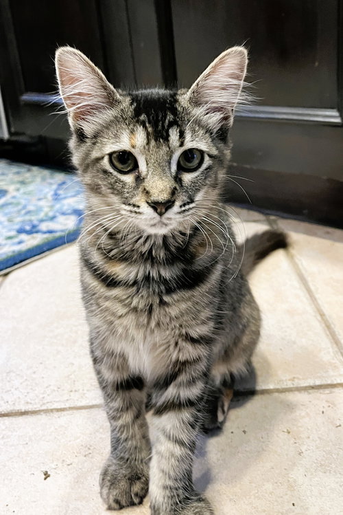 Ava, Baby Domestic Medium Hair / Tabby / Mixed (medium coat), cat for adoption in Jupiter, Florida