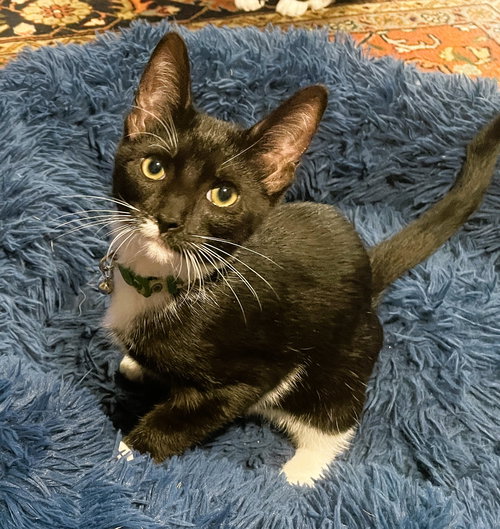 Raylan, Baby Domestic Short Hair / Tuxedo / Mixed (short coat), cat for adoption in Jupiter, Florida