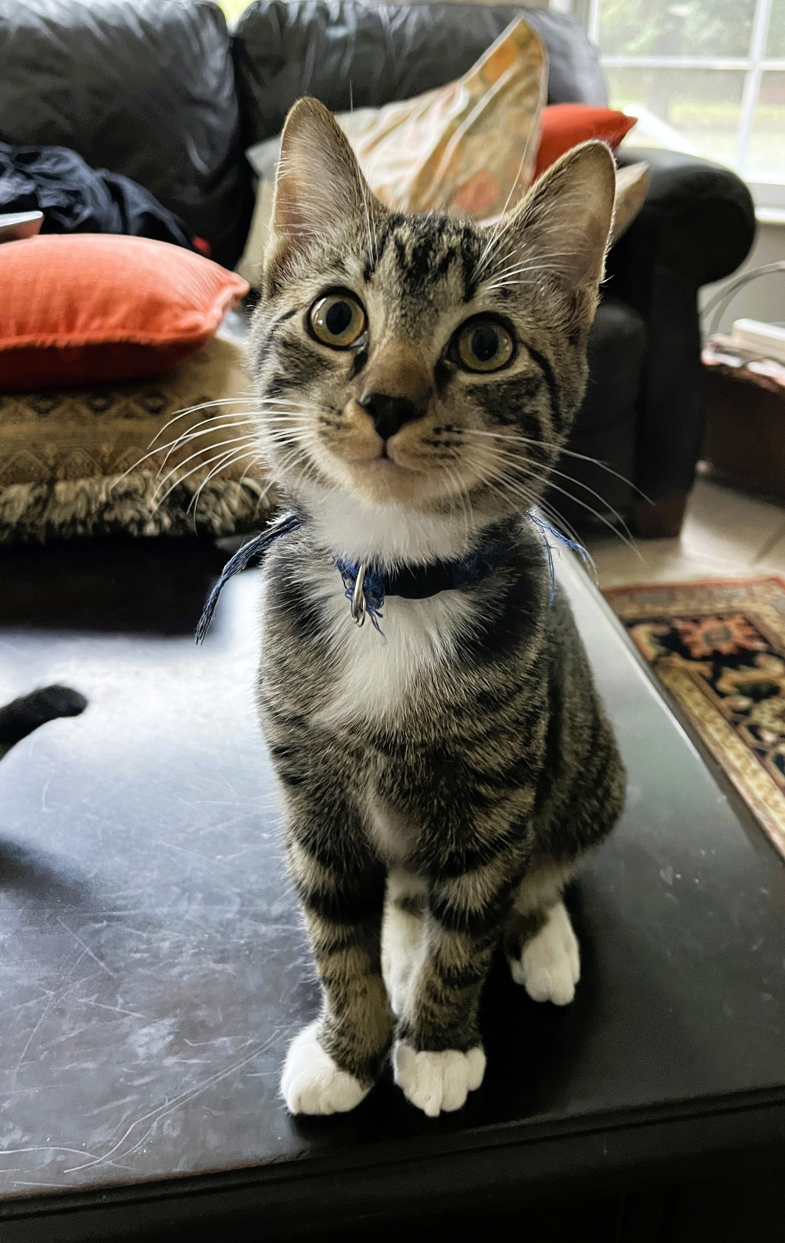 Blue Boy Image