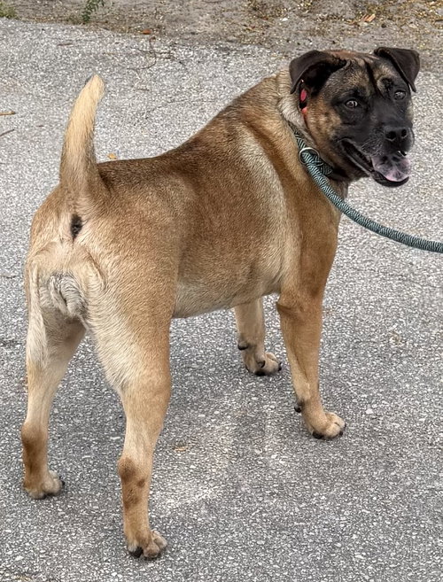 picture of the dog needing adoption