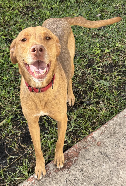 picture of the dog needing adoption
