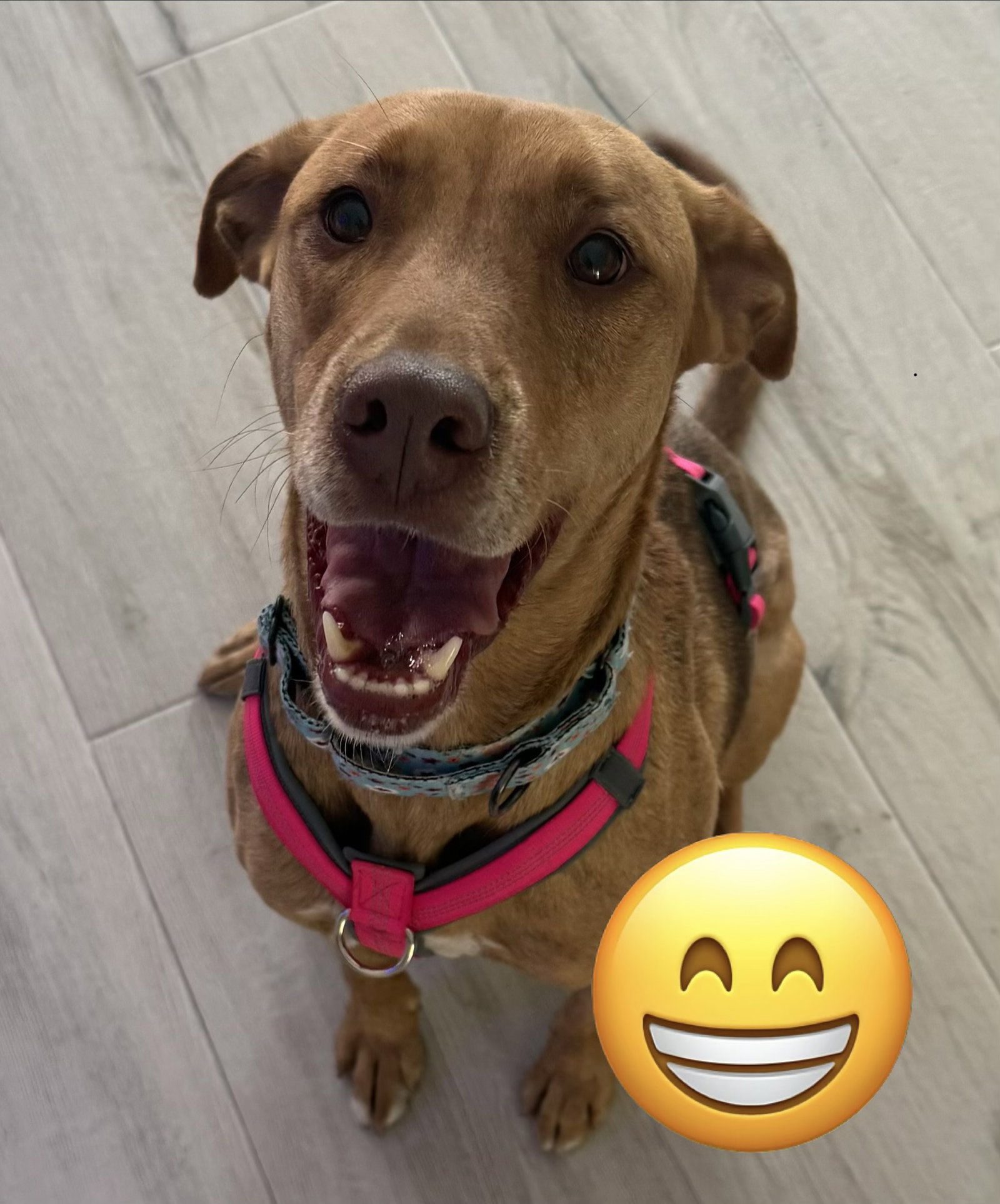 Vizsla