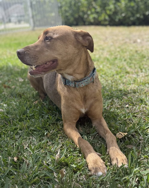 picture of the dog needing adoption