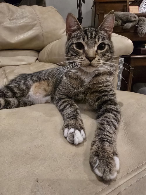 picture of the cat needing adoption
