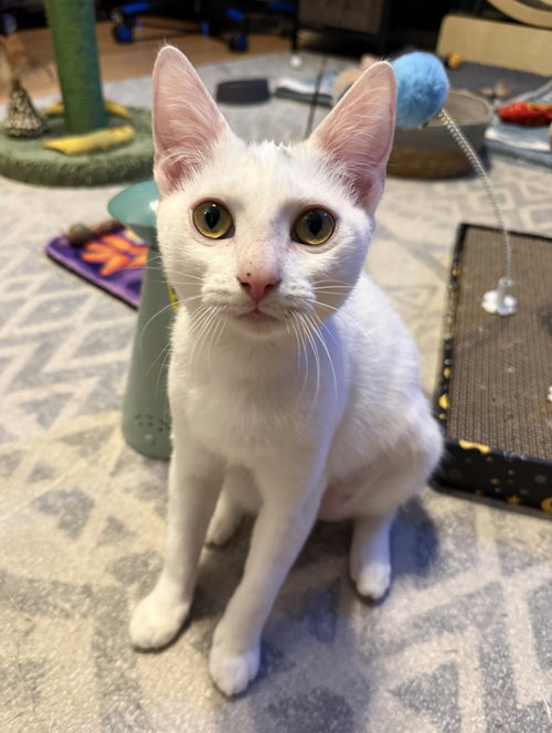 Eleonora, an adoptable Domestic Short Hair in Lighthouse Point, FL