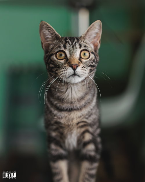 Laffy Taffy, an adoptable Domestic Short Hair in Lighthouse Point, FL