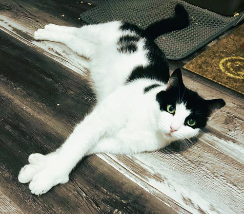 Cookie, Adult Extra-Toes Cat (Hemingway Polydactyl) / Domestic Short Hair (short coat), cat for adoption in Miami Beach, Florida