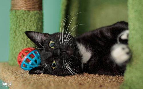 Bigotina, an adoptable Tuxedo in Lighthouse Point, FL