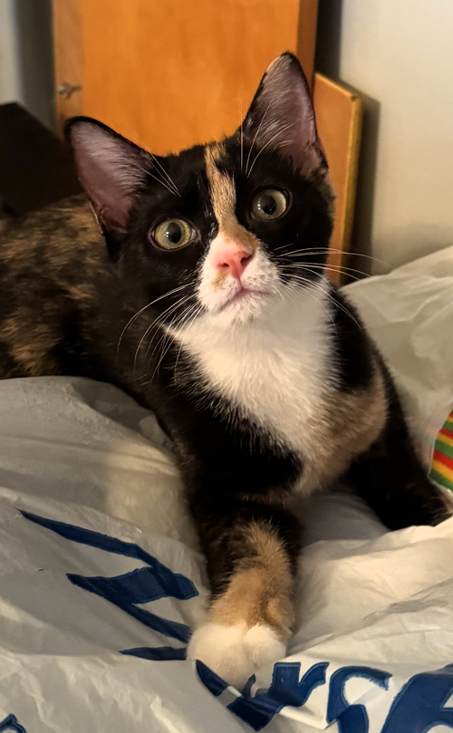 Evee, an adoptable Calico in Lighthouse Point, FL