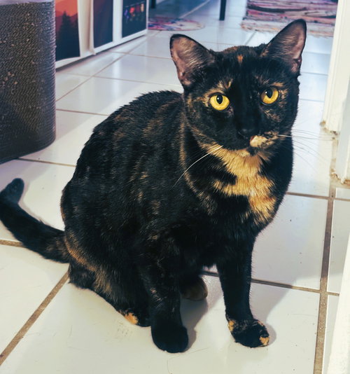Topaz, Adult Tortoiseshell / Domestic Short Hair / Mixed (short coat), cat for adoption in Miami Beach, Florida