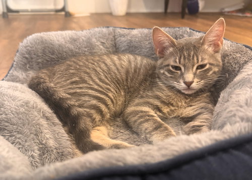Angelica, Baby Domestic Short Hair / Tabby / Mixed (short coat), cat for adoption in Miami Beach, Florida