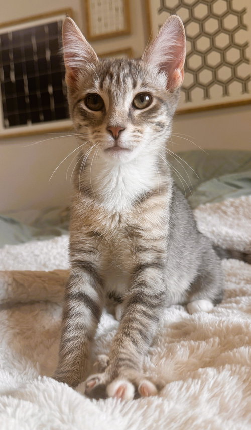 Eliza, Baby Domestic Short Hair / Tabby / Mixed (short coat), cat for adoption in Miami Beach, Florida