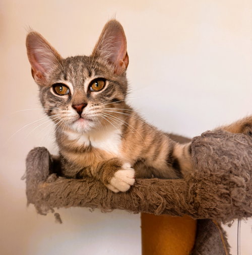 Peggy, Baby Domestic Short Hair / Tabby / Mixed (short coat), cat for adoption in Miami Beach, Florida