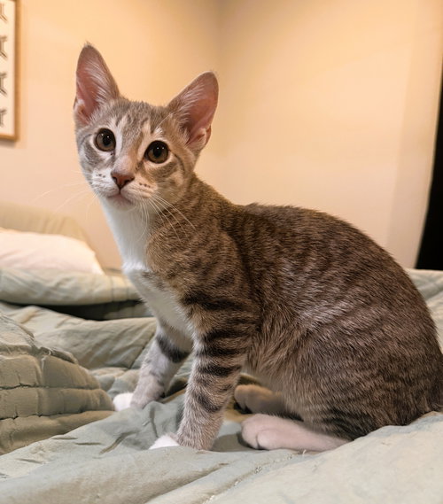 Hamilton, Baby Domestic Short Hair / Tabby / Mixed (short coat), cat for adoption in Miami Beach, Florida
