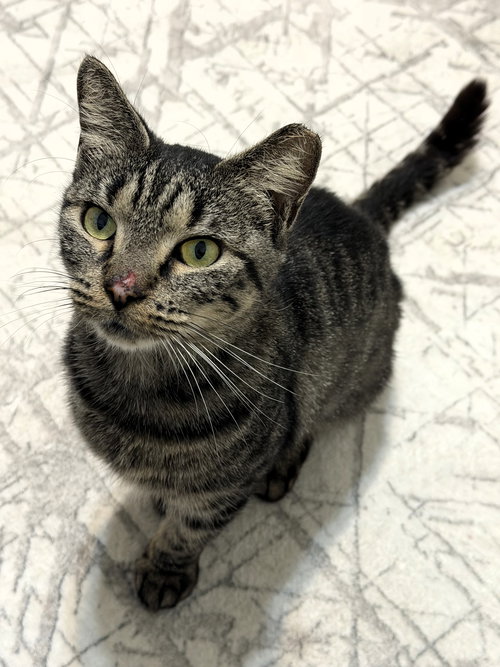 Jazzy, Adult Tabby / Domestic Short Hair / Mixed (short coat), cat for adoption in Miami Beach, Florida