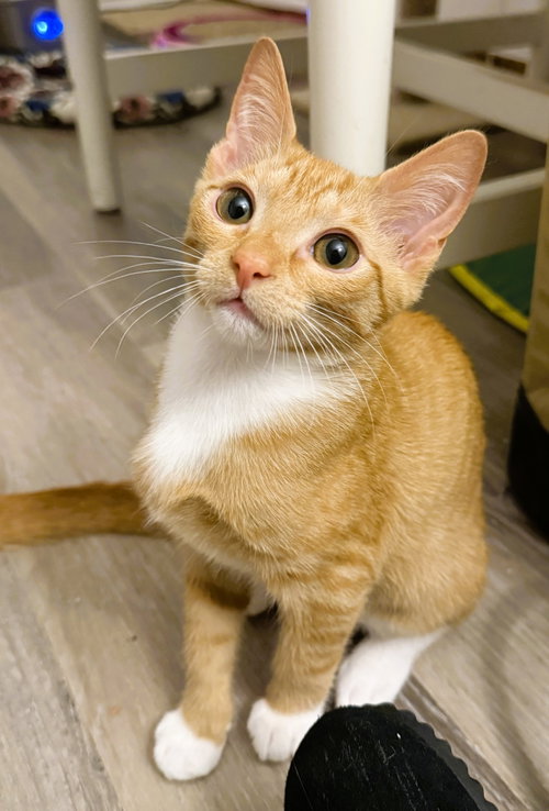 Ziti, an adoptable Domestic Short Hair in Lighthouse Point, FL