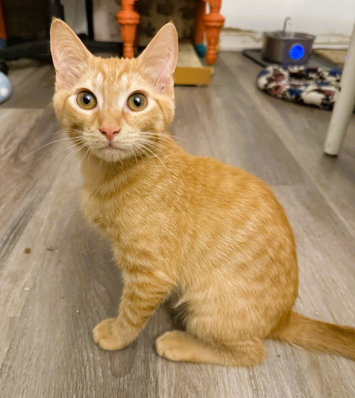 Macaroni, an adoptable Domestic Short Hair in Lighthouse Point, FL