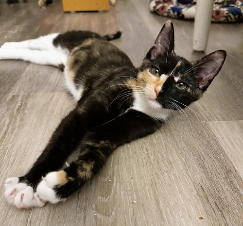Penne, an adoptable Calico in Lighthouse Point, FL