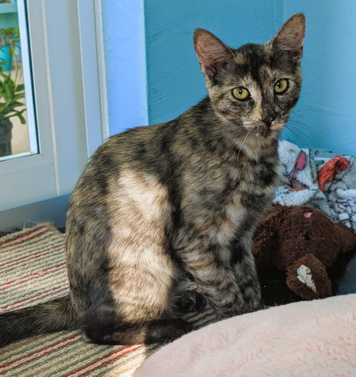 Tigra, an adoptable Dilute Tortoiseshell in Lighthouse Point, FL