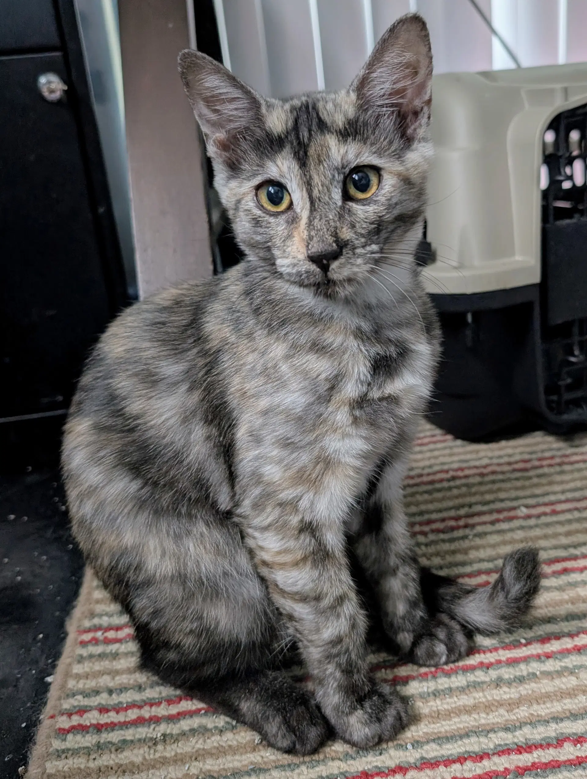 Tigra image 2