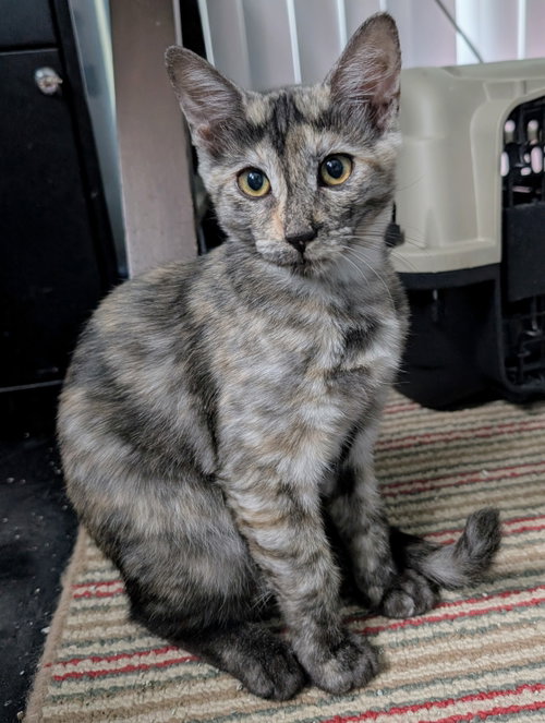 Photo 2 of Tigra