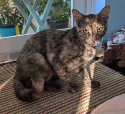 Photo 3 of Tigra