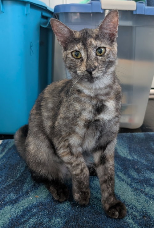 Photo 4 of Tigra