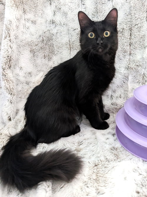Shuri, an adoptable Domestic Long Hair in Lighthouse Point, FL