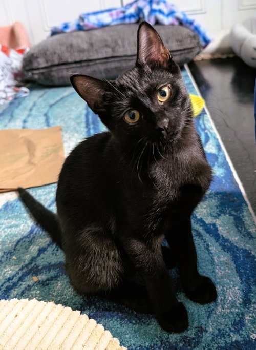 Shadowcat, an adoptable Domestic Short Hair in Lighthouse Point, FL