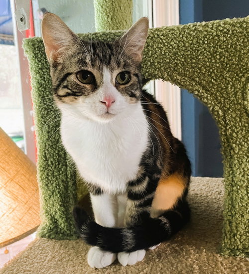 Frannie, an adoptable Domestic Short Hair in Lighthouse Point, FL