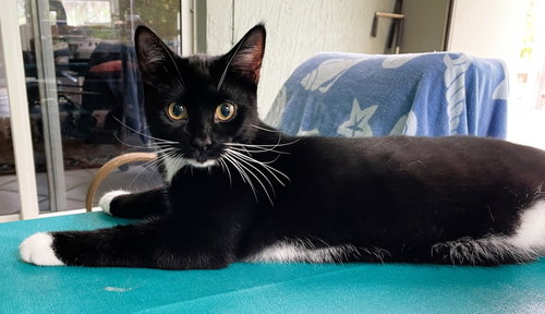 Tuxi Boy, an adoptable Tuxedo in Lighthouse Point, FL