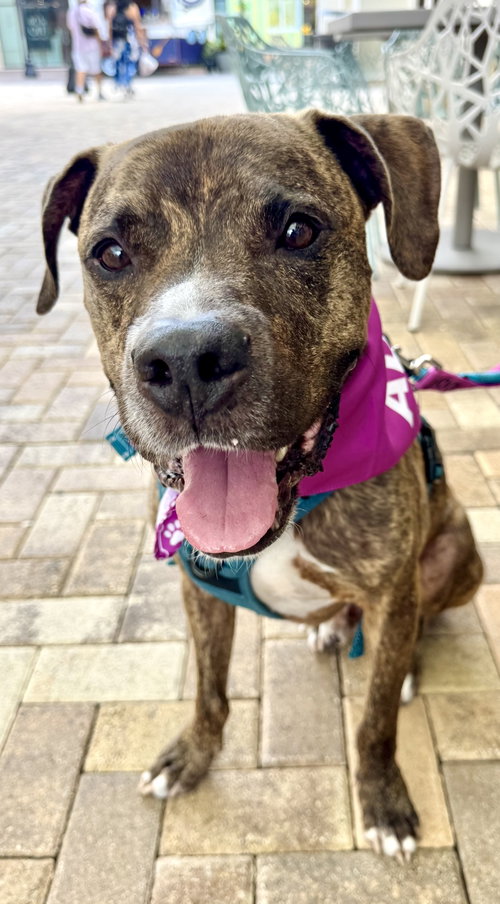 Speckles, an adoptable Rhodesian Ridgeback in Lighthouse Point, FL