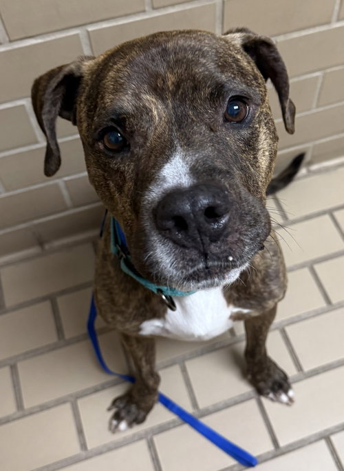 Speckles, an adoptable Staffordshire Bull Terrier in Lighthouse Point, FL