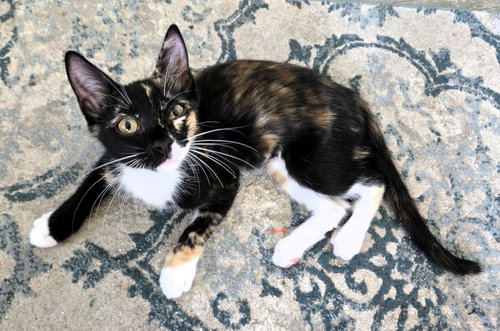 Sambuca, an adoptable Calico in Lighthouse Point, FL