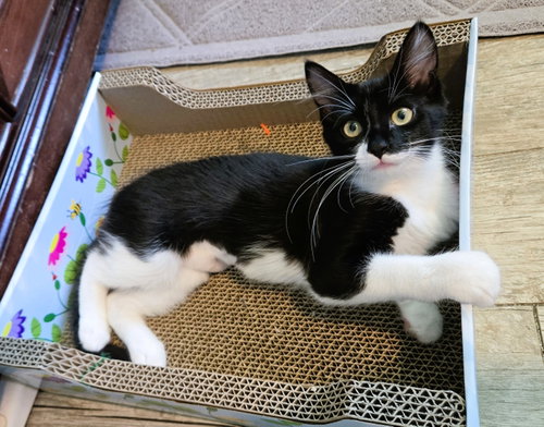 Bourbon, an adoptable Domestic Medium Hair in Lighthouse Point, FL