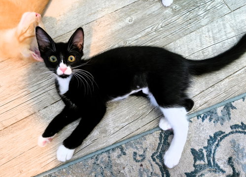 Tequila, an adoptable Domestic Short Hair in Lighthouse Point, FL