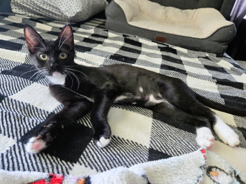 Moonshine, an adoptable Domestic Short Hair in Lighthouse Point, FL