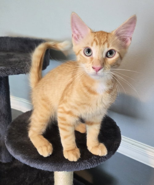 Whisky, an adoptable Domestic Medium Hair in Lighthouse Point, FL