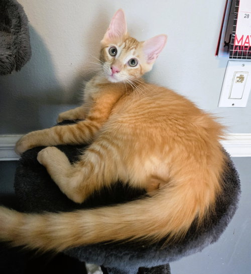 Gin, an adoptable Domestic Medium Hair in Lighthouse Point, FL
