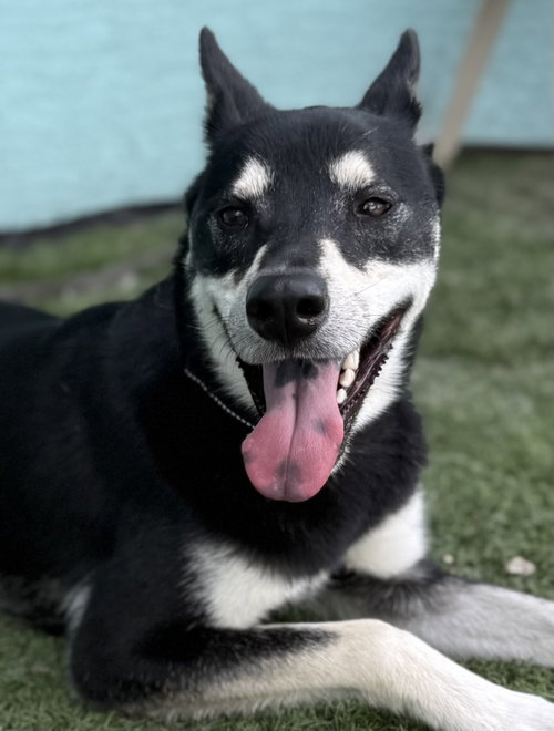 Angel, an adoptable Husky in Lighthouse Point, FL