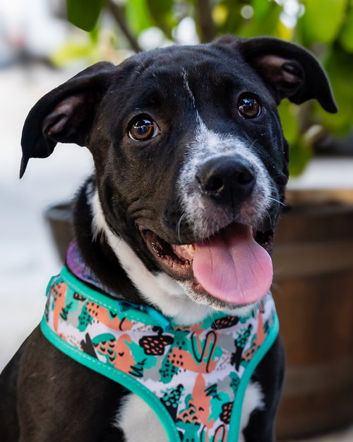 Ballerina, an adoptable American Staffordshire Terrier in Lighthouse Point, FL