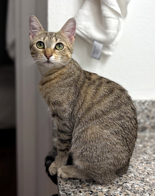Fifi