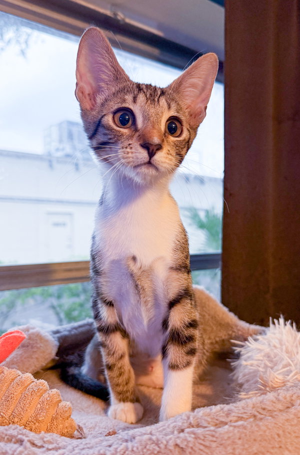 Espeon
