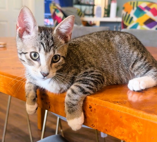 Kingston, an adoptable Domestic Short Hair in Lighthouse Point, FL