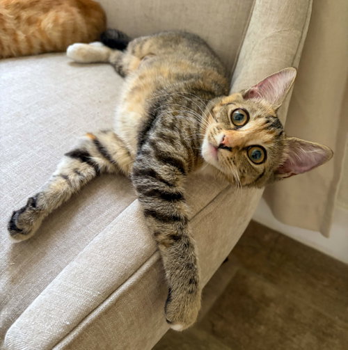 Ginny Weasley, an adoptable Calico in Lighthouse Point, FL