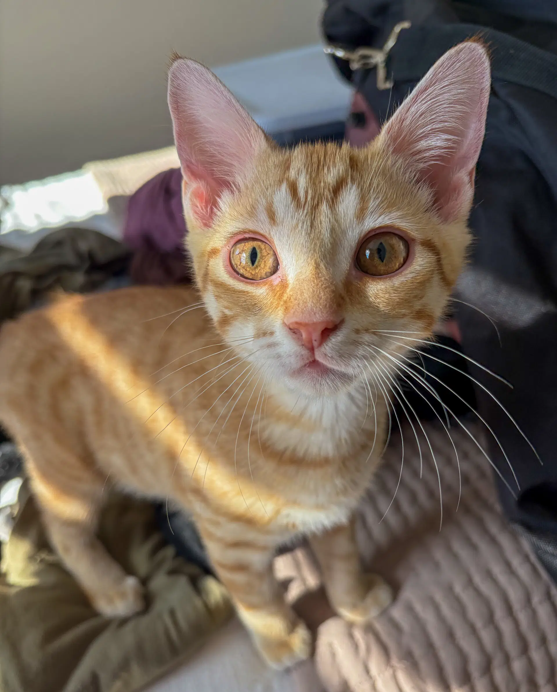 George Weasley - Domestic Short Hair