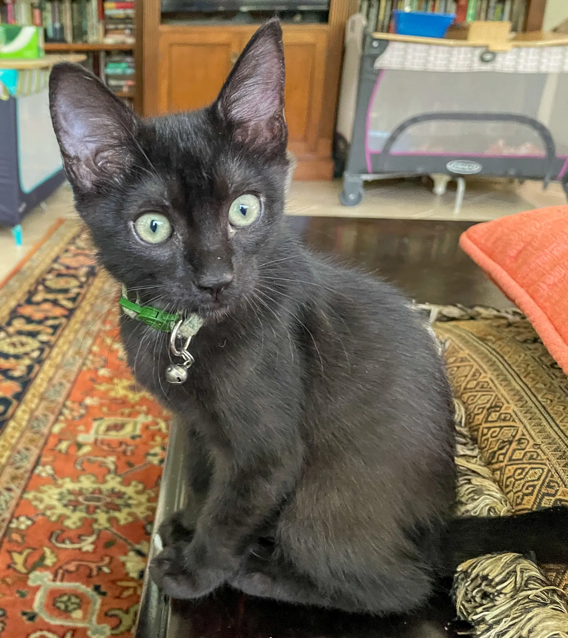 Kon - Domestic Short Hair