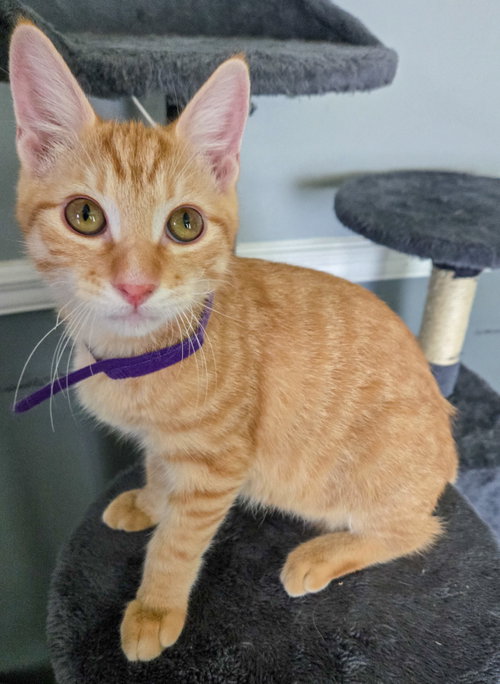 picture of the cat needing adoption