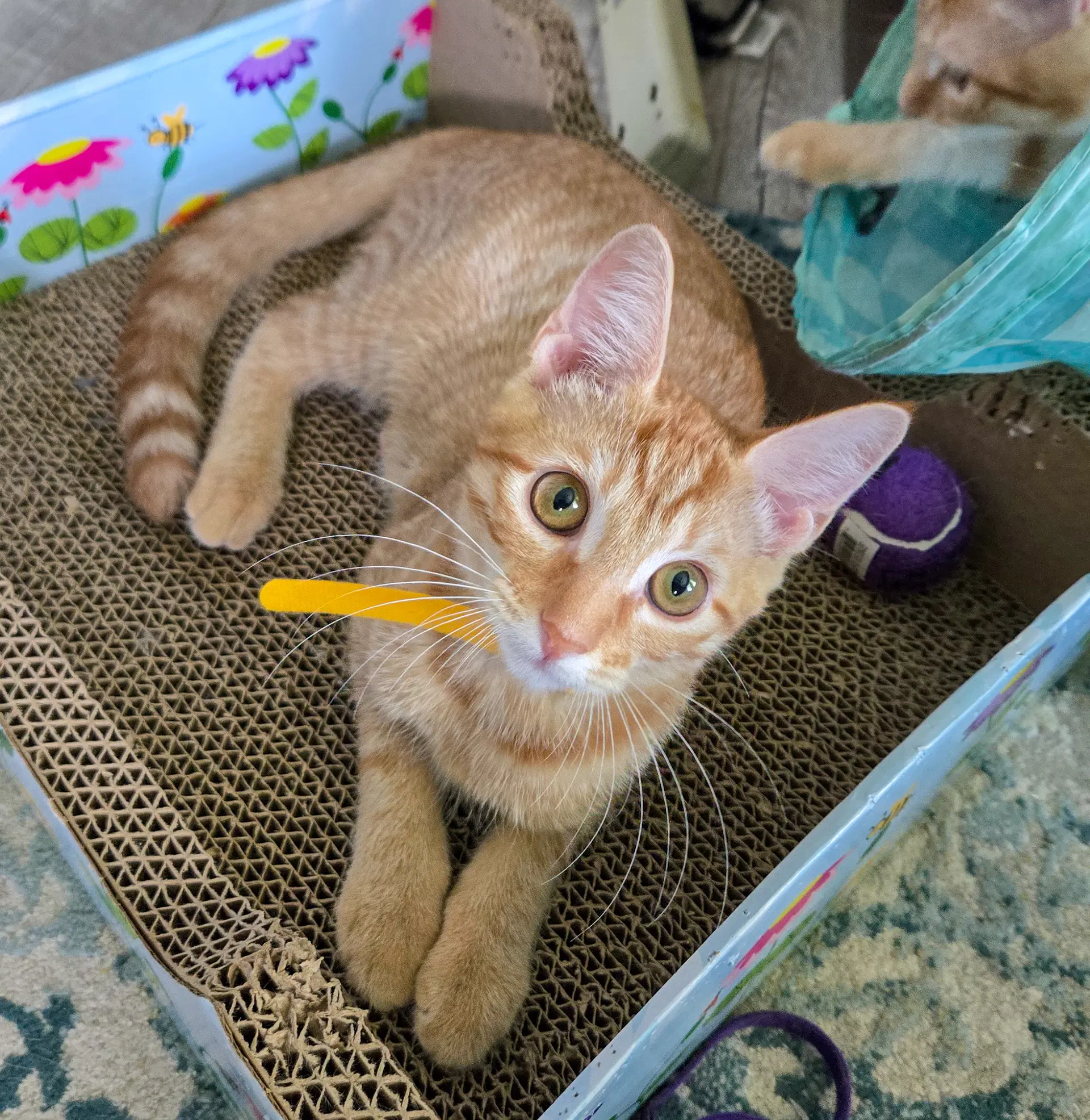 Sansa - Domestic Short Hair